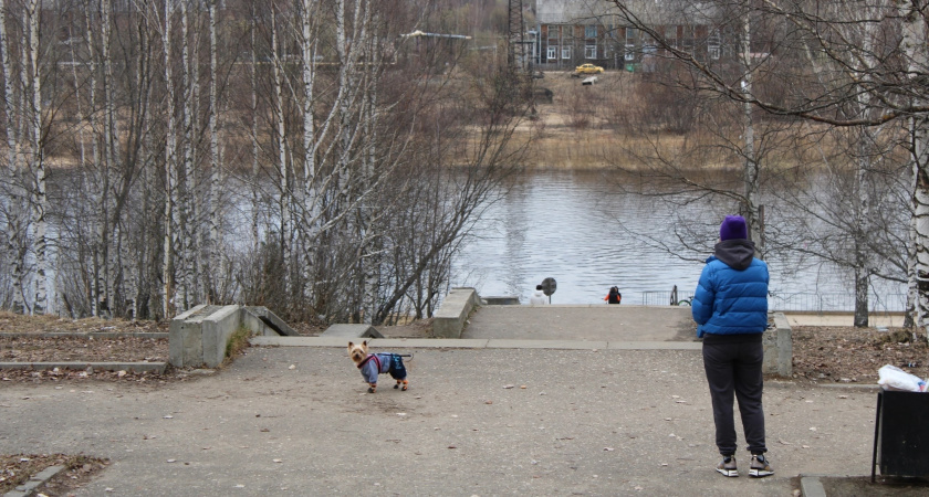    Мелкие и яростные: 8 компактных пород собак, которые не дадут вас в обиду, и отлично чувствуют себя в квартире