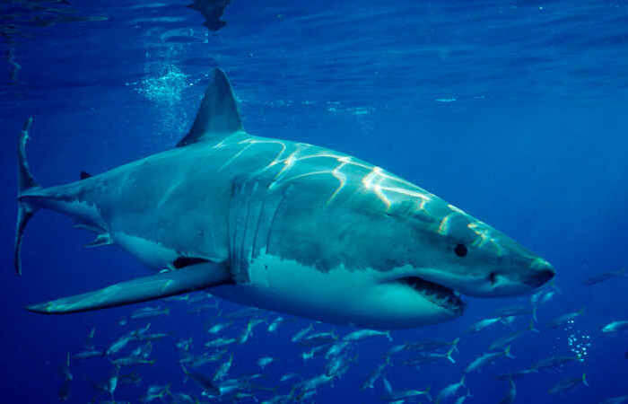 Акулы вымирают.