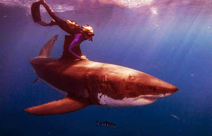 Грозный морской хищник.