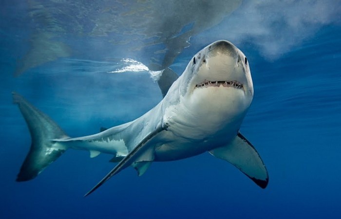 Серьёзное существо.