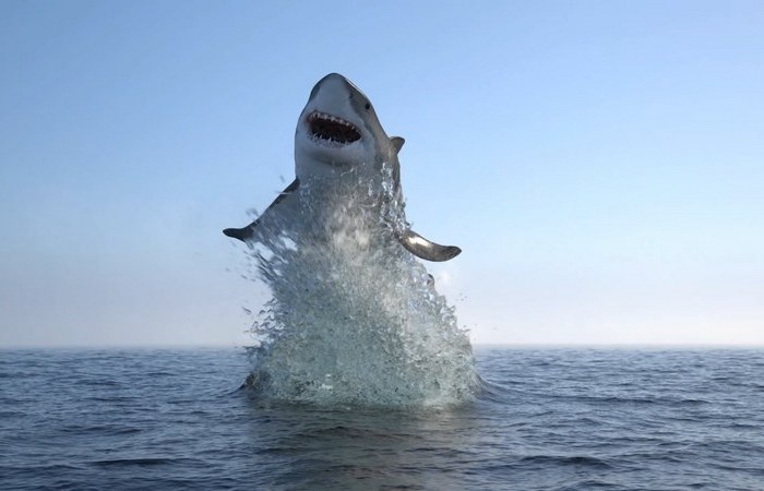 Акулы не слишком-то интересуются человеком.