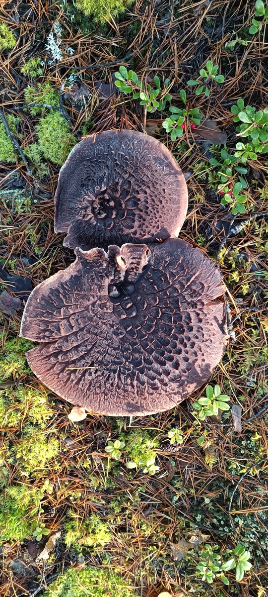 Ежовик пестрый