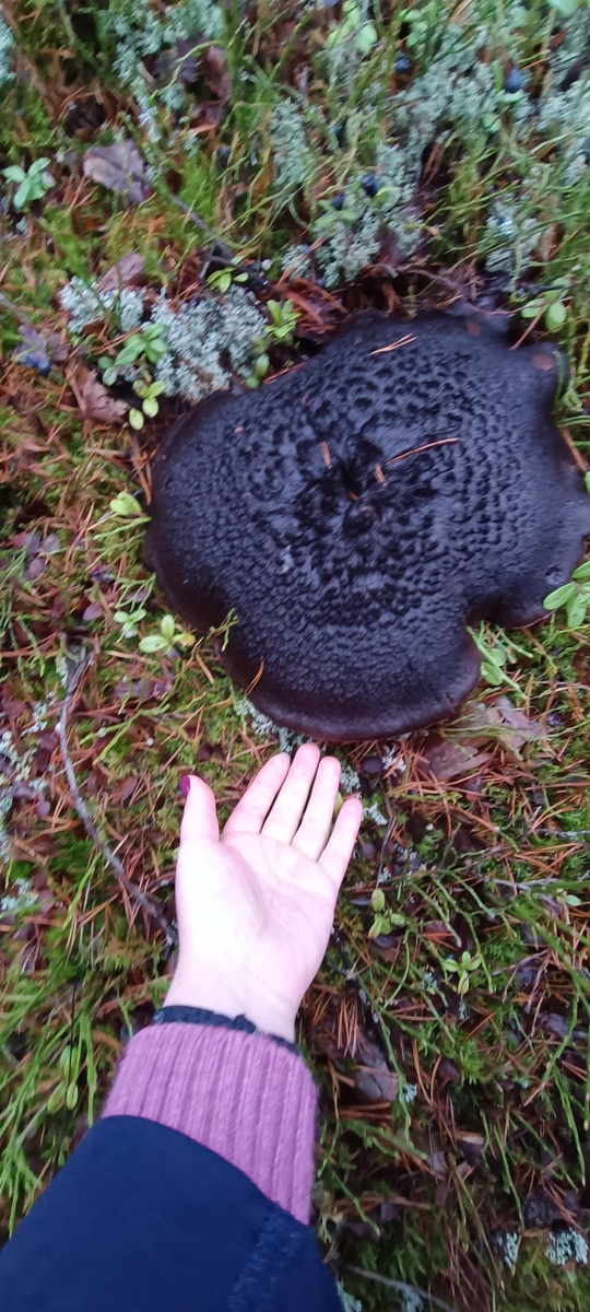 Ежовик пестрый