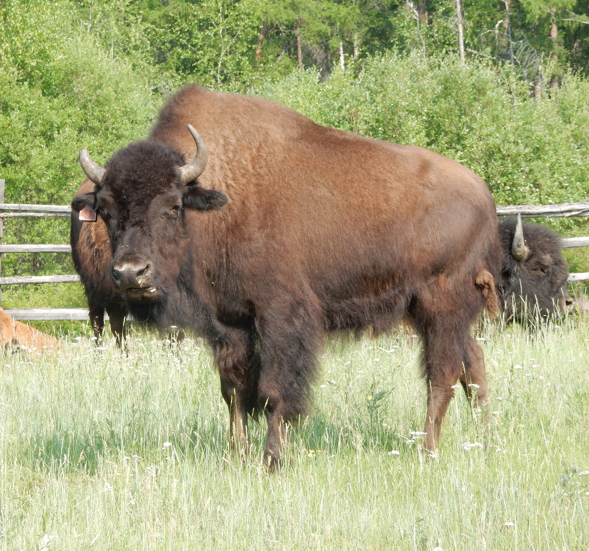 Самки на 40% мельче самцов.