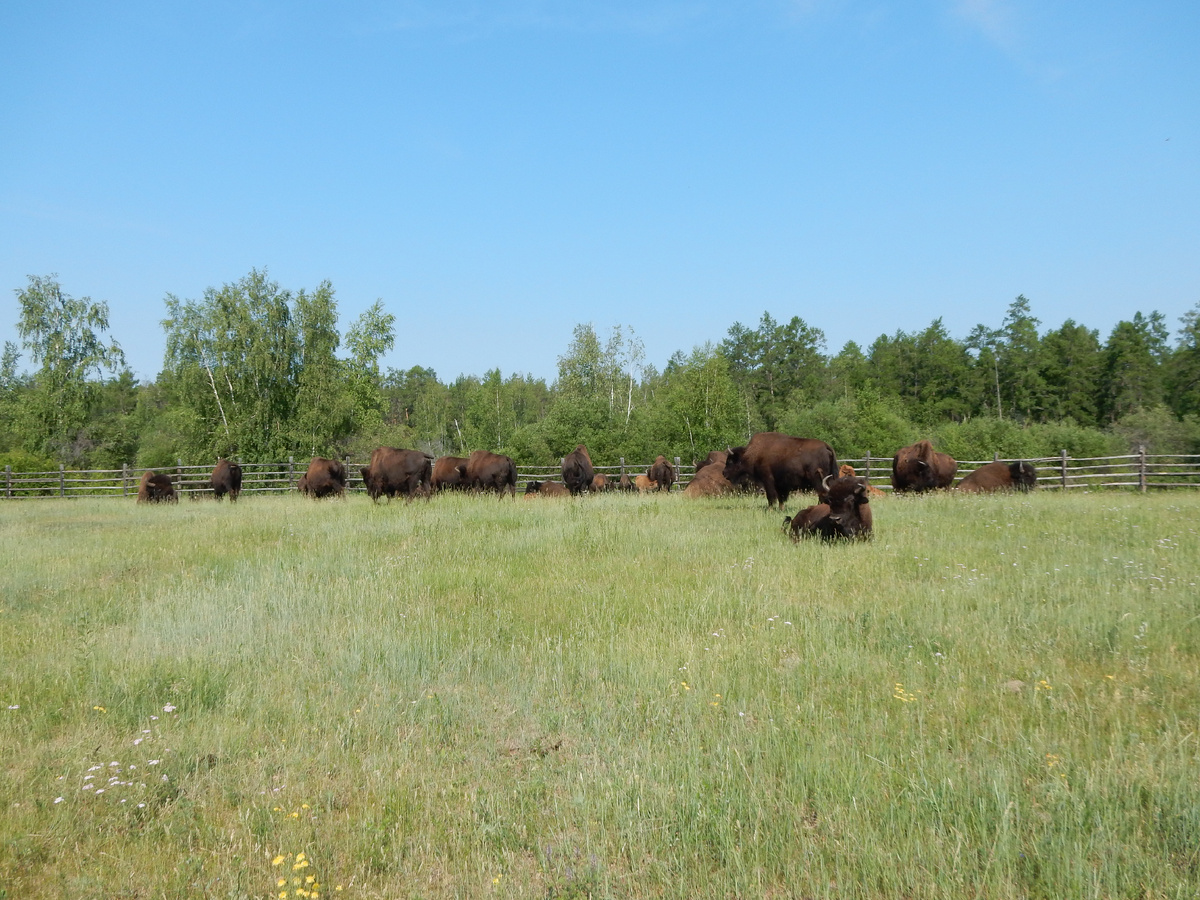 Часть бизонов уже выпустили в дикую природу, но когда приближаются холода, стадо подходит к питомнику за подкормкой — по старой памяти.