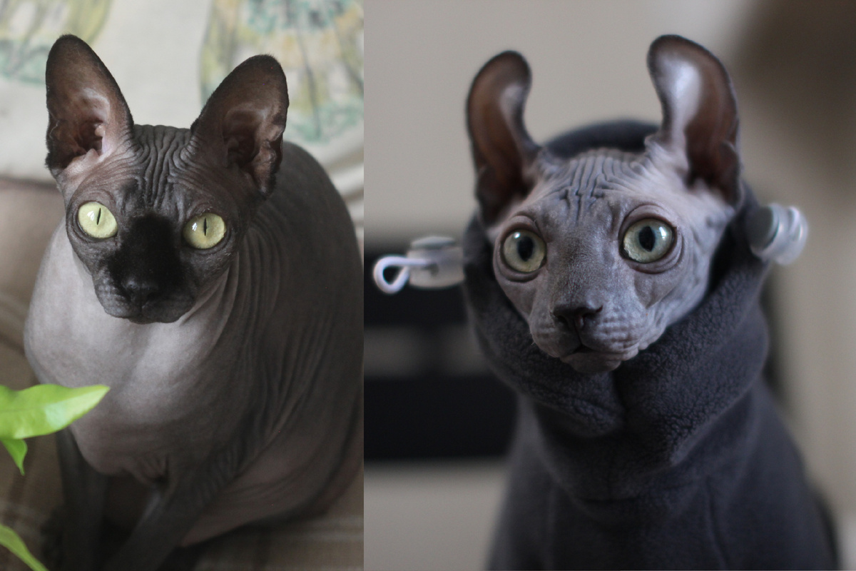 Наши канадские сфинксы: Котя (слева) и Элизабет (справа)