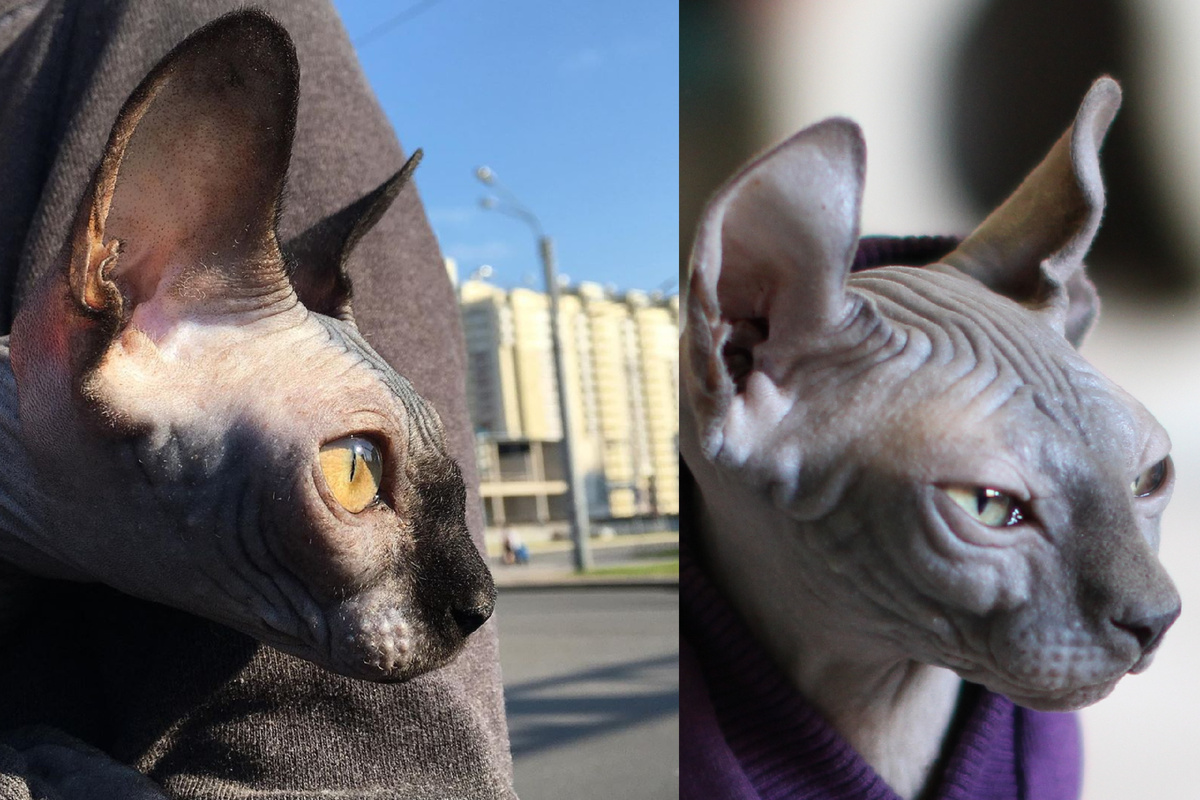 Профили Коти и Эль