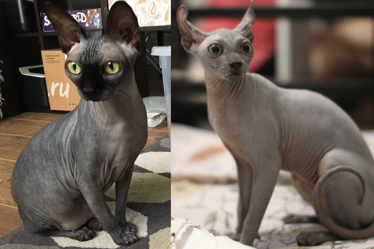 Котя в возрасте около года и Эль в 6 месяцев