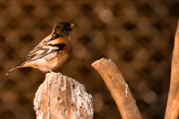    Фото:Ольга Цыкарева