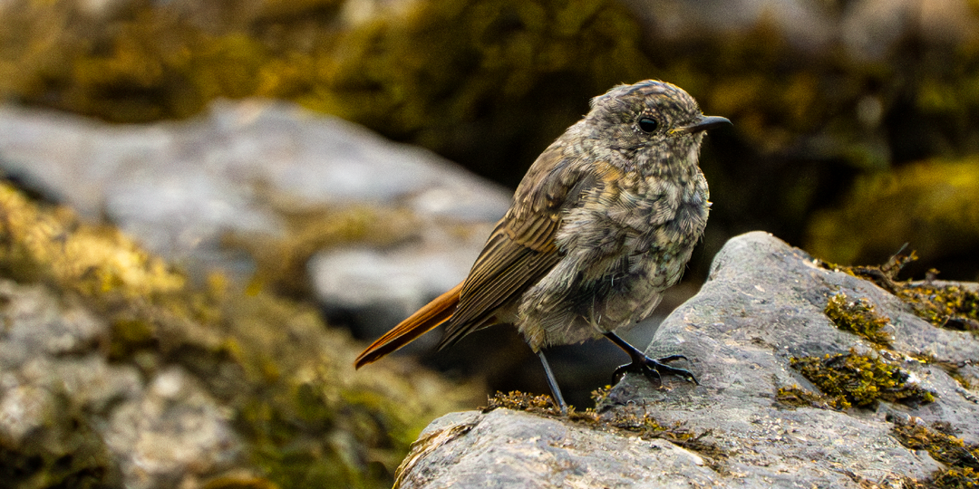 Колибри с севера - горихвостка-чернушка зависает в воздухе