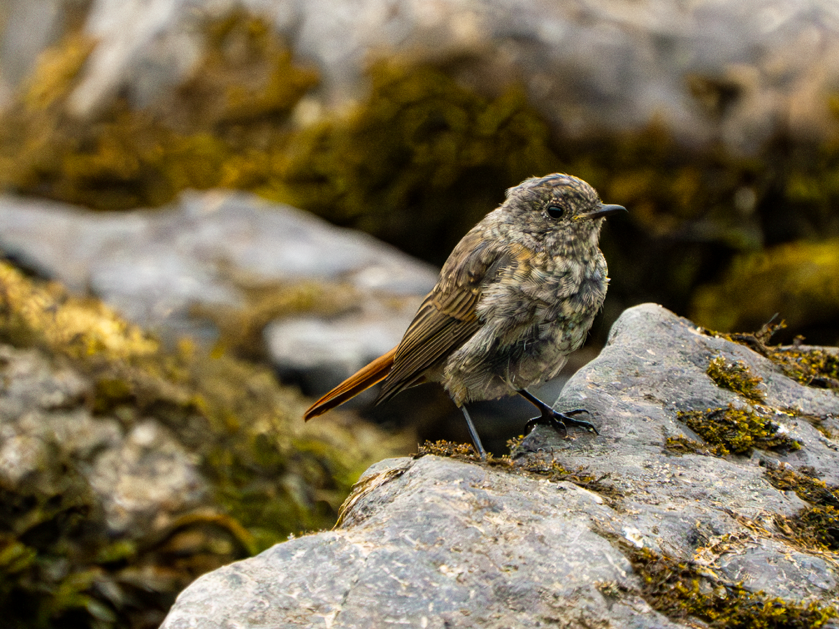 горихвостка-чернушка