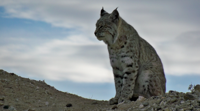 Лесная красавица предпочитает места с хорошим обзором / Фото: pxhere.com