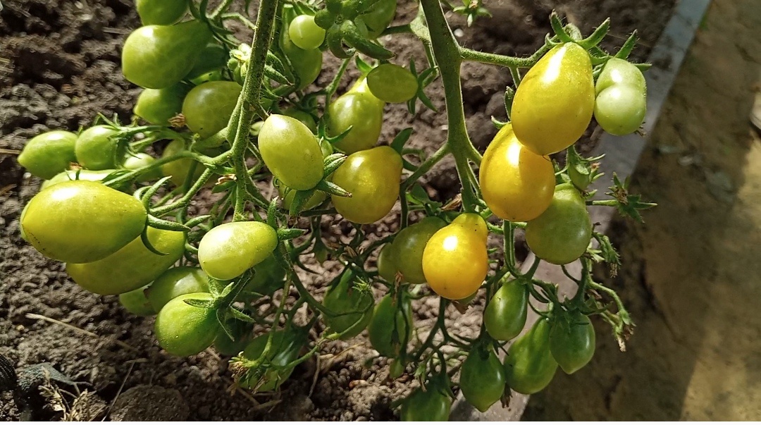 Плоды в кисти созревают постепенно, одновременно по несколько штук.