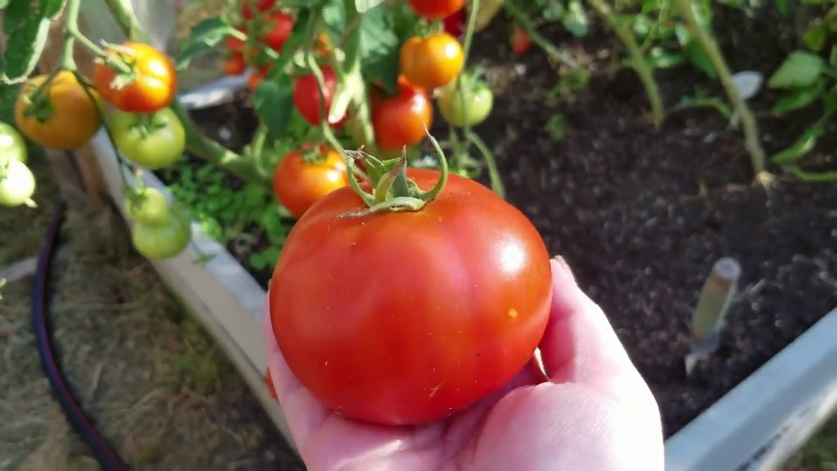 Благовест F1