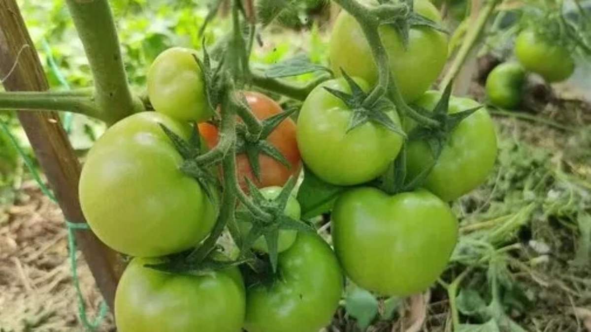 Верлиока плюс F1