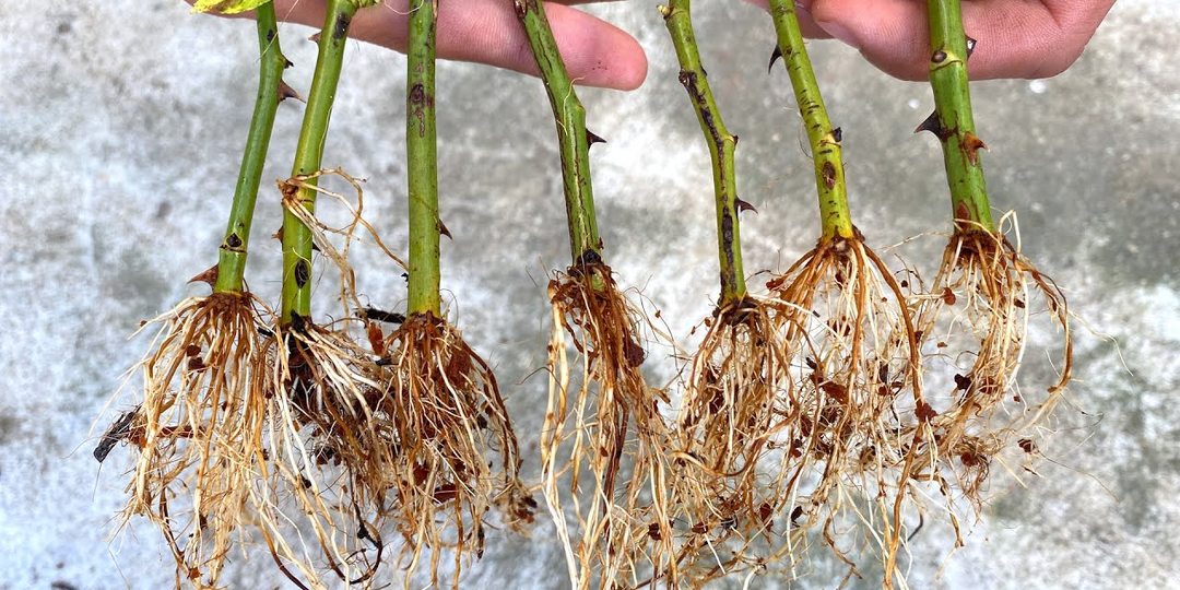 Правила осенне-зимнего черенкования для 97% укоренения от агронома