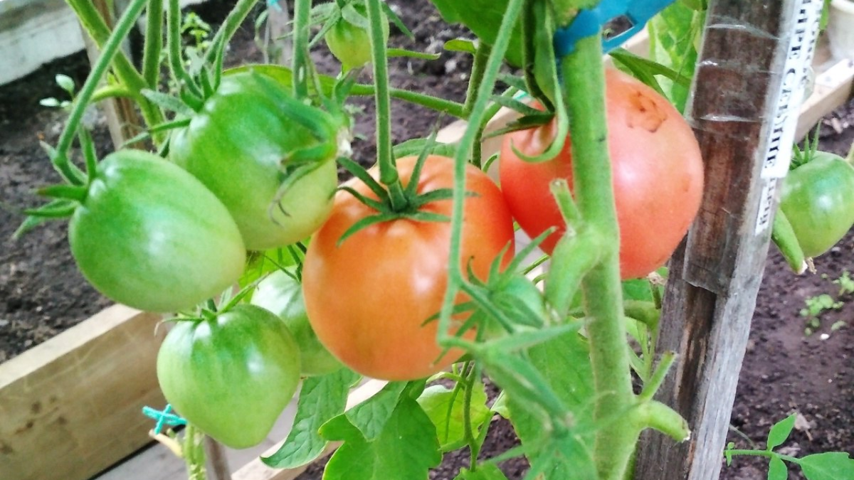 Бычье сердце