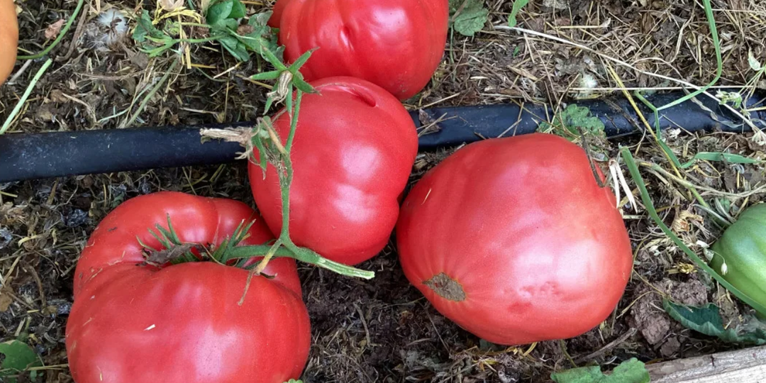 10 сортов томатов, которые «лупят» до 10 кг плодов с куста. Каждый помидор весом до 1 кг