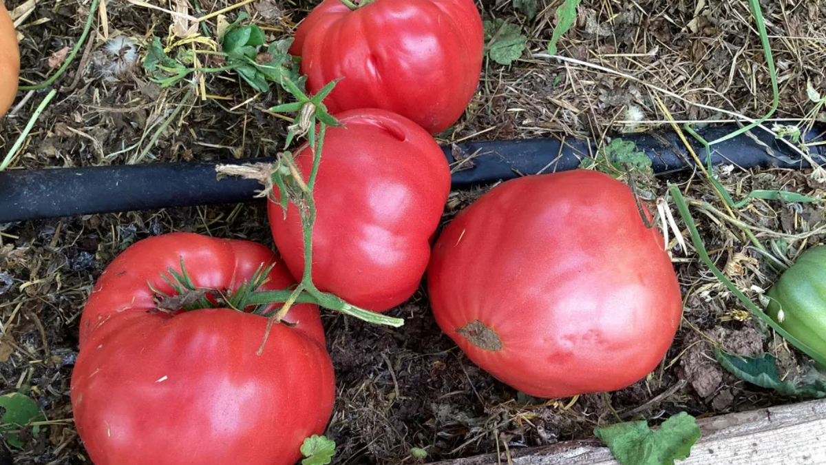 Бычье сердце