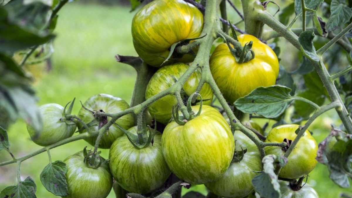 Зелёная зебра