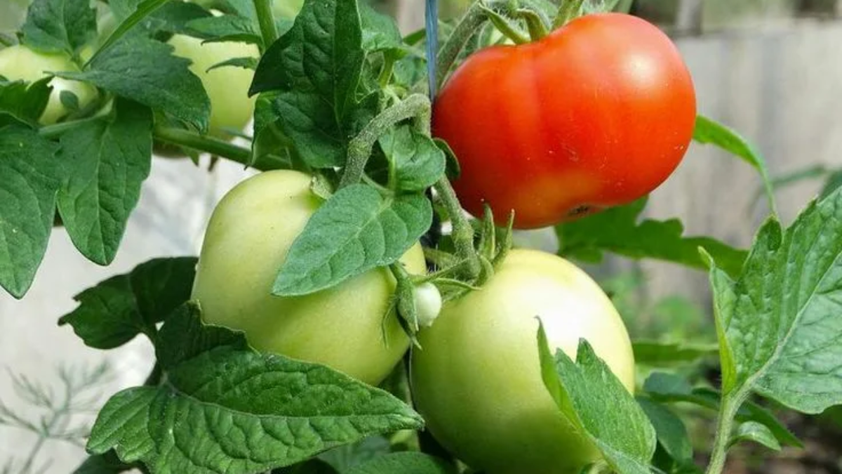 Сибирский скороспелый