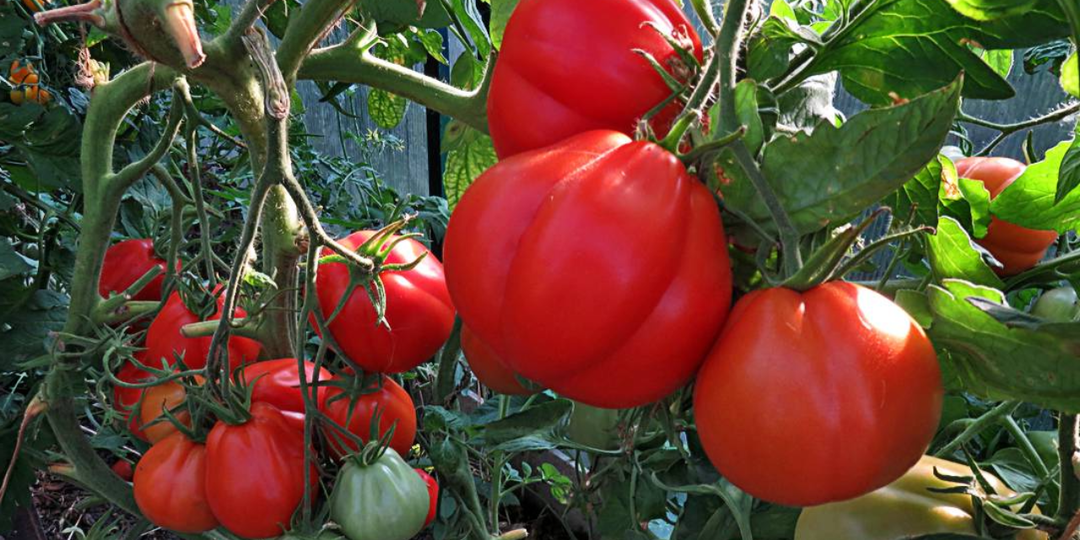 «Шпарят» плоды даже в холодное лето: 9 сортов томатов с экзотическим вкусом дачники уже скупают