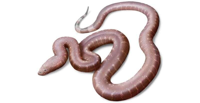 Такие змеи обитали в гораздо более теплой Англии более 37 миллионов лет назад, фото:Jaime Chirinos