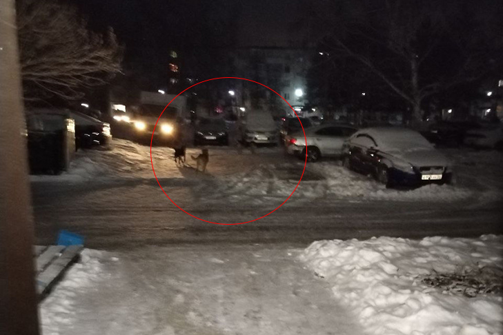    Фото из ТГ-канала "У нас на Шлюзе"