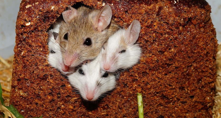    Как мыши выбирают себе дом для зимовки: и как отпугнуть их раз и навсегда