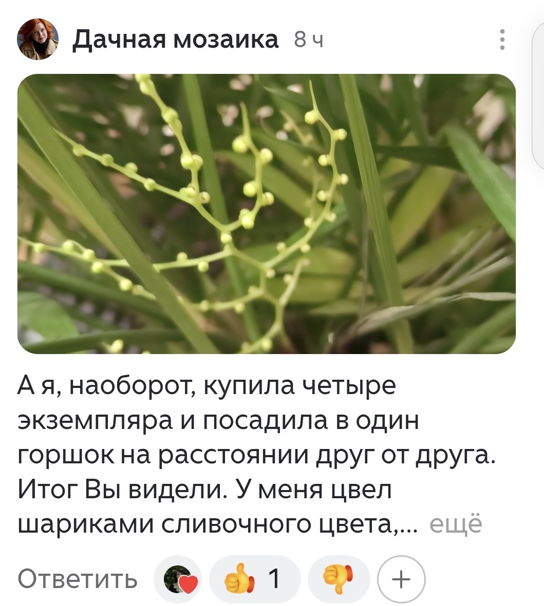 Оставлю для истории свой коммент с фото, который успела оставить до нововведений.