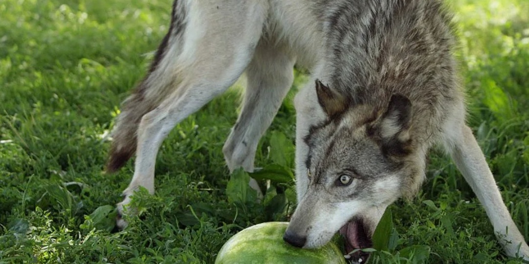 Чем на самом деле закусывает волк? Меню оказалось богаче, чем в сказках