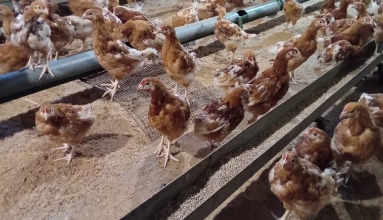   Фото: Цыплята на ферме / сайт «Вечерний Магадан»