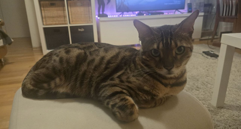    Если ваша кошка делает ЭТО — ваша связь крепче, чем вы думаете, ведет ли себя так ваша