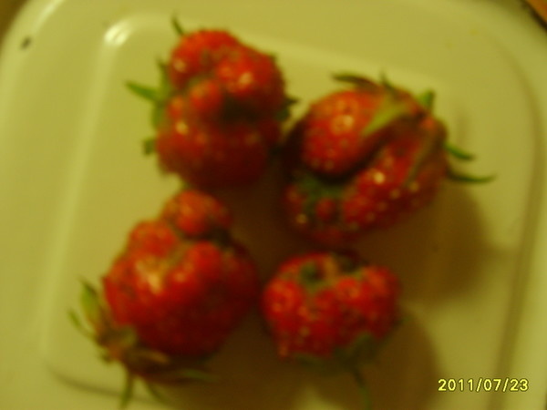 Почему вырастают корявые ягоды у клубники