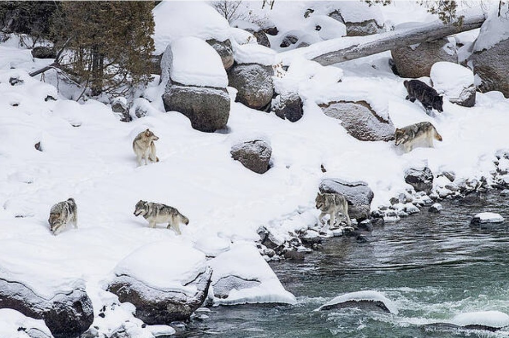 Фото: Волчья стая на берегу. Зимой река становится естественным рубежом, где хищники поджидают добычу