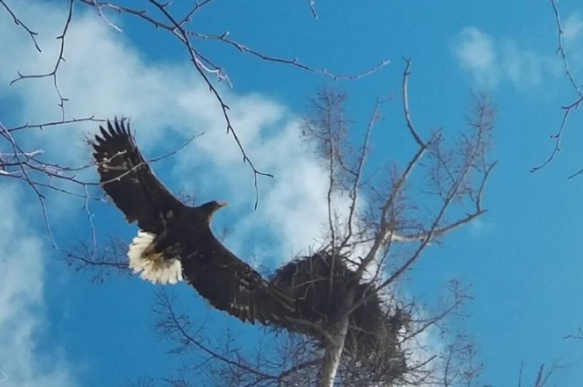    Белоплечие орланы возрождают популяцию в Хабаровском крае