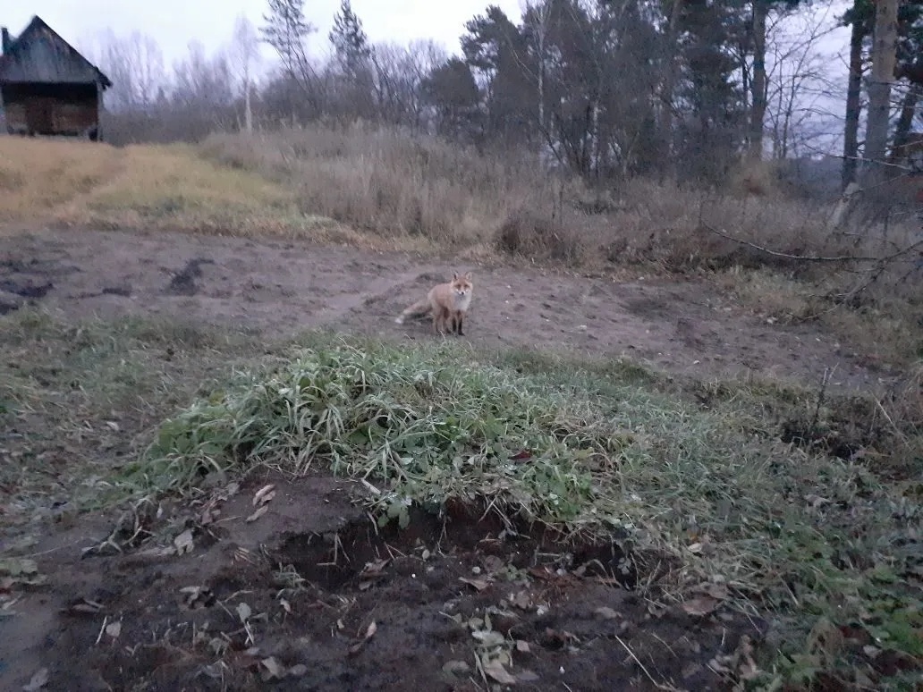 Лиса у соседа в огороде, где он сажал картошку. Фото автора.