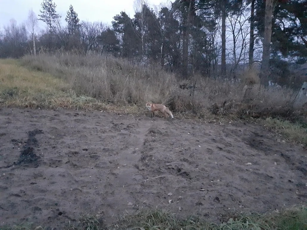 Лиса пришла в огород. Фото автора.