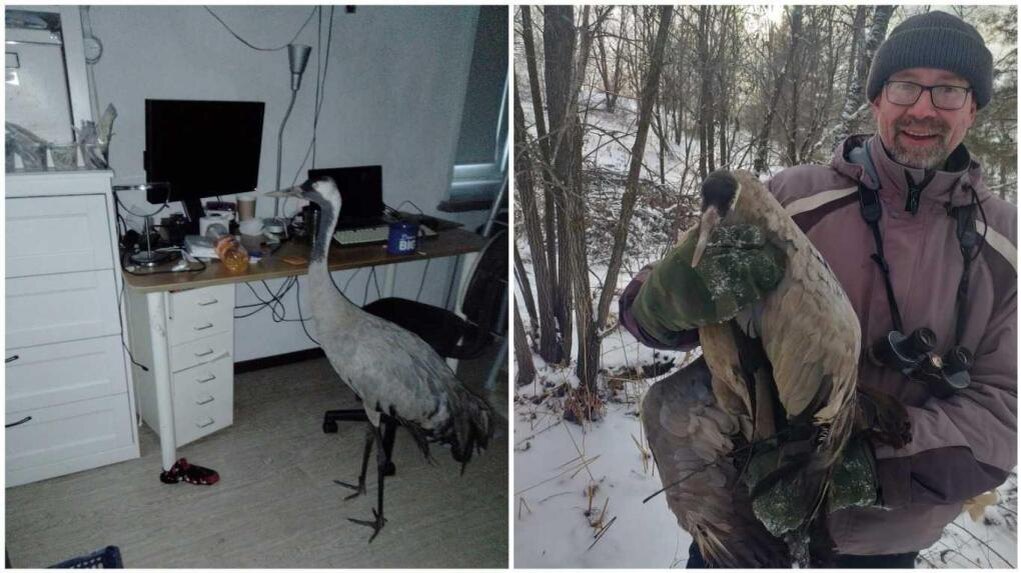    Ученый из Новосибирска спас раненого журавля