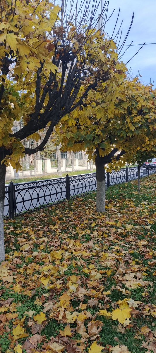 Осенью я больше люблю жёлтые и красные резные листья клёнов разных видов. 