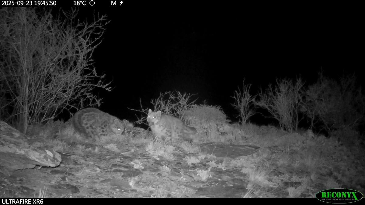     Три котенка снежного барса родилось в Саяно-Шушенском заповеднике на юге края