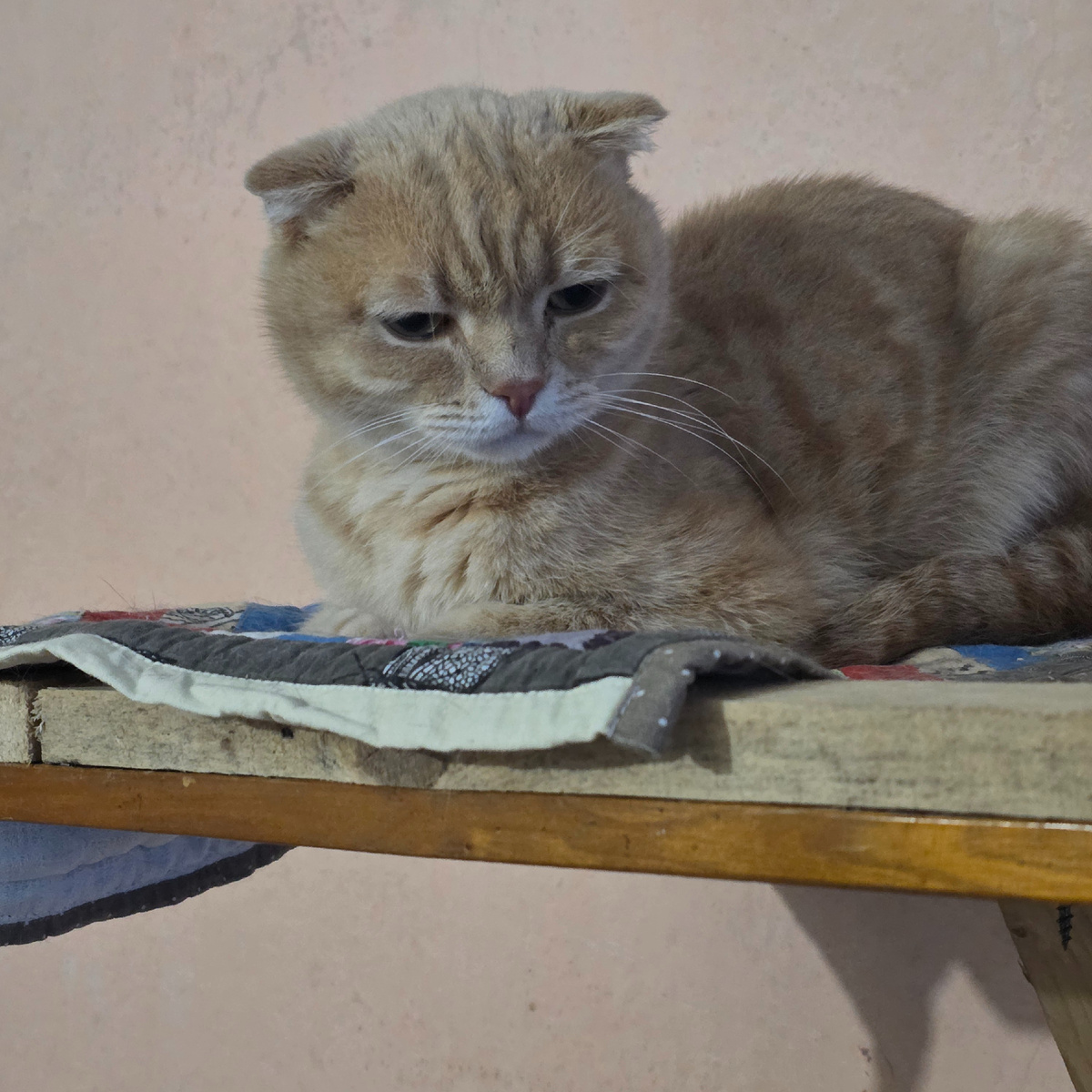 грустный взгляд рыжего кота полный боли