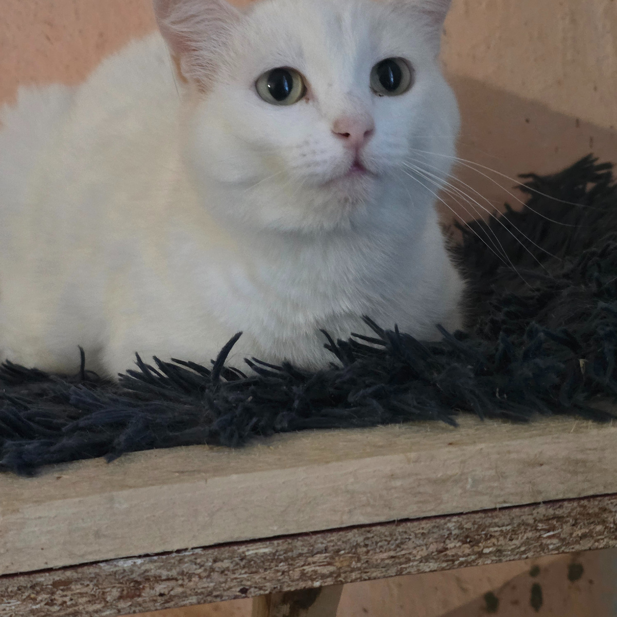 белоснежная кошечка с настороженным взглядом надежды