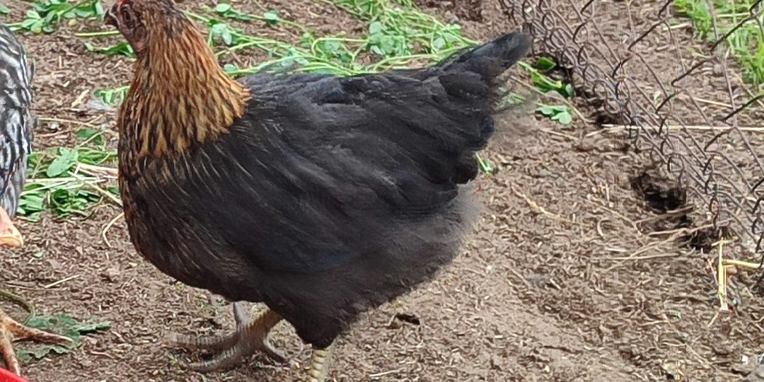 Порода кур Супер Харко: разведение, содержание и уход