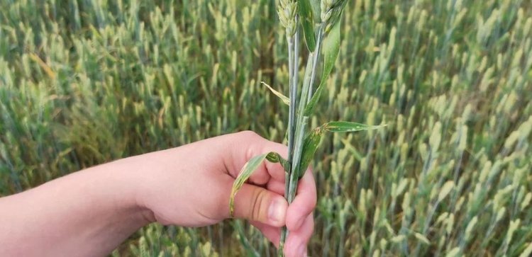    Фото: Лукьянов Дмитрий, AgroXXI.ru