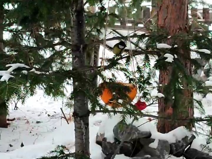 12 ноября - Синичкин день. Время мастерить кормушки
