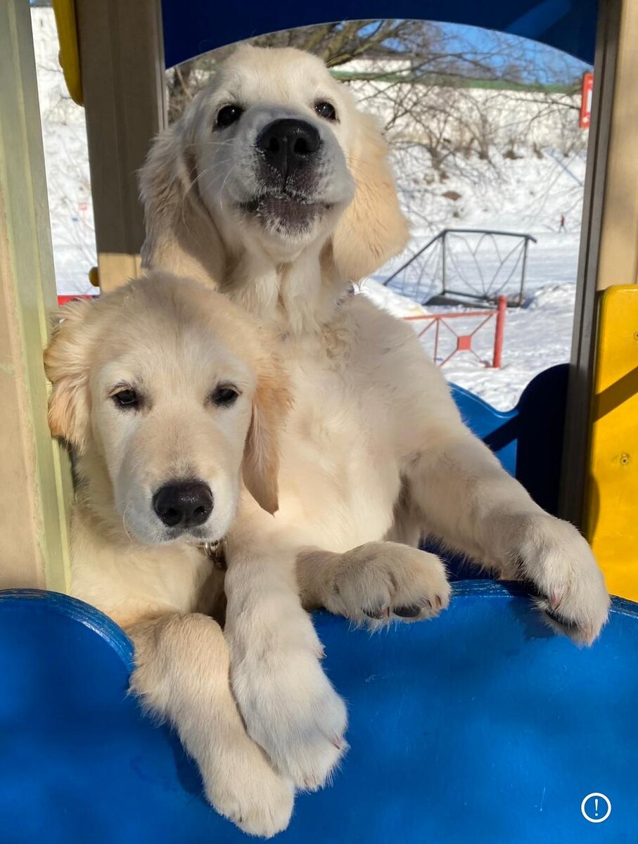 Интеллект — это не трюки. Это умение понимать, чувствовать и принимать решения.