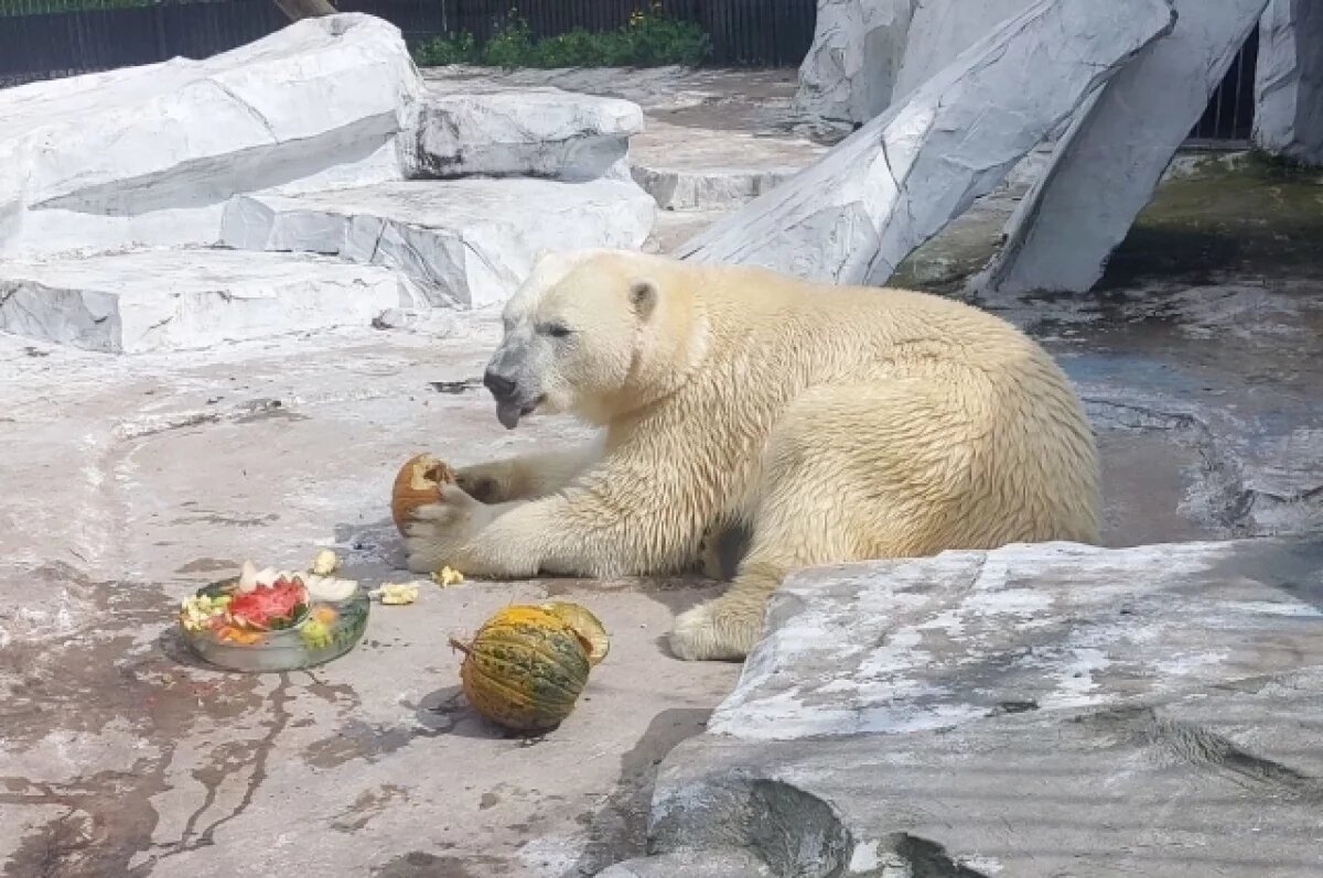    В Хабаровском крае запустили прямую трансляцию жизни львов и медведей