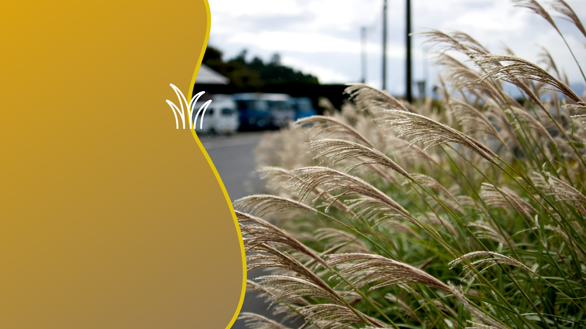 Высокотравное растение и биоуголь из березы - оптимальное соотношение. Коллаж: медиацентр УрФУ.