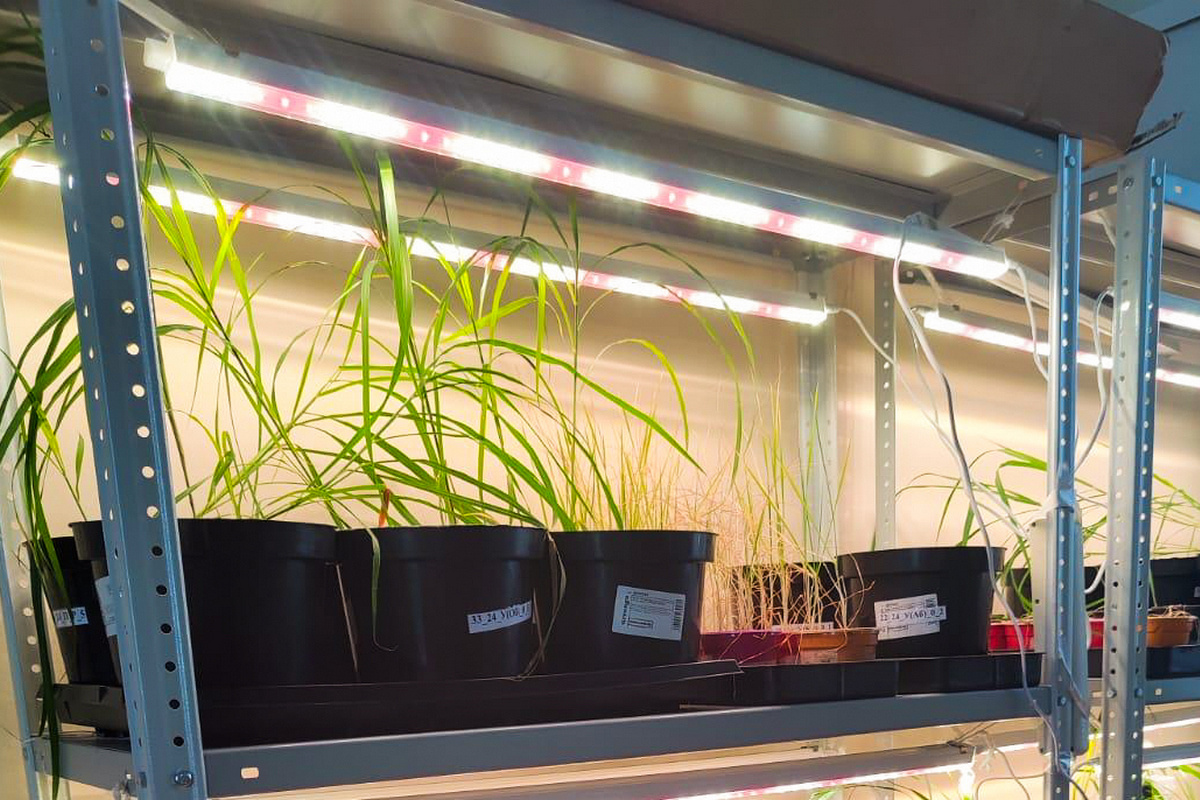 Мискантус вырастили в лаборатории УрФУ. Фото: пресс-служба УрФУ.